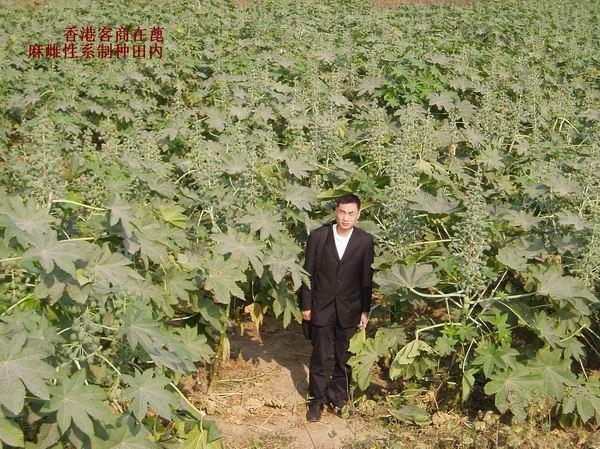 Mr.Ruan Huaning from Hongkong visited female seed farm of th...